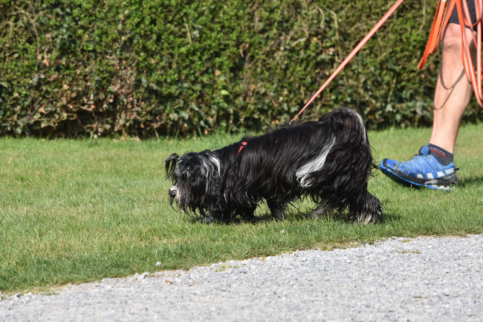 Personensuche/ Mantrailing